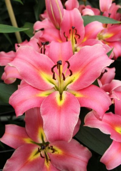 Лилия ОТ-гибрид Авентино (КРУПНЫЙ, розовый с желтыми мазками из центра, образующими &quot;звездочку&quot;, лепестки красиво загнуты к стеблю, диаметр цветка 20-25 см) 2шт