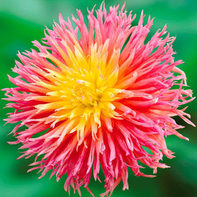 Георгина кактусовая Фринджд Стар (лососево-розовый с жёлтым центром, диаметр цветка 15см, 1шт, I)