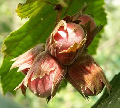 Фундук (Лещина обыкновенная) (лист зеленый, плод - орех)