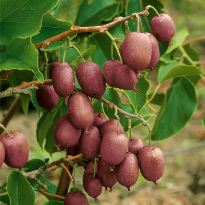 Актинидия аргута Пурпурна Садова (женский, декоратив. листья, съедоб. плоды в сентябре)