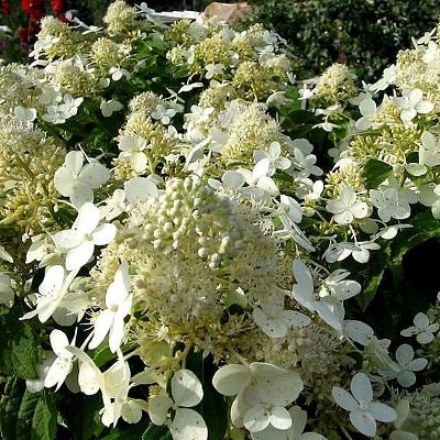 Гортензия черешковая Петиоларис (цветки белые, щитковидные)