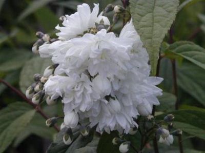 Дейция шершавая Кандидиссима (цветки белые)