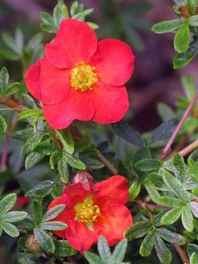 Лапчатка кустарниковая Мэрион Ред Робин (цветки красные)