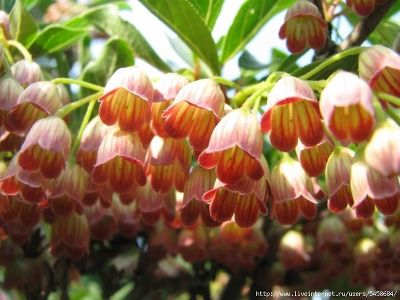 Энкиантус колокольчатый (цветки желтоватые или светло-оранжевые цветки с красноватыми жилками)