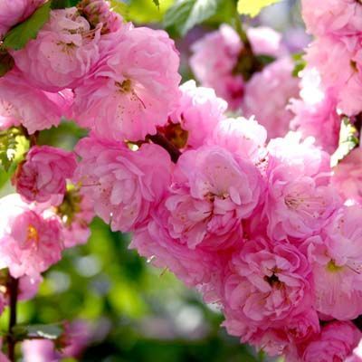 Миндаль трехлопастной Розенмунд (в коробке) (цветки розовые, махровые)