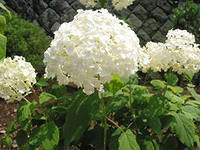 Гортензия метельчатая Грандифлора (цветки белые,цветение обильное)