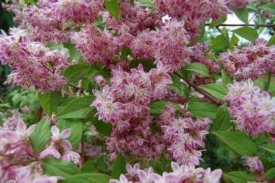 Дейция пурпурная Калмифлора (цветки беловато-розовые, внешняя сторона карминно-розовая, высота 2м.)