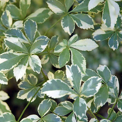Элеутерококк Зиболь10 Вариегатус (листья зелёные с кремово-белым или мраморным краем)
