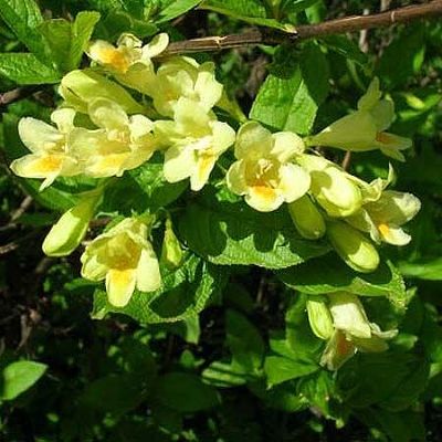 Вейгела Миддендорфа (цветки желтые, с оранжевыми точками в зеве)