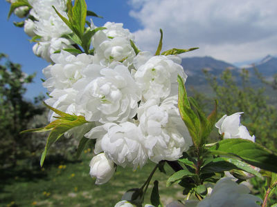 Сакура (Вишня декоративная) Альба Плена (цветки белые, махровые)