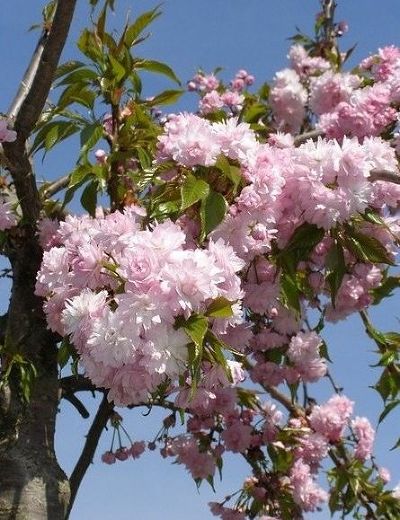 Сакура (Вишня декоративная) Ошидори (цветки бледно-розовые, махровые)