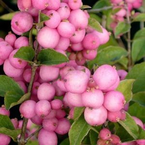 Снежноягодник доренбози Мэджик Кэнди (плоды темно-розовые)