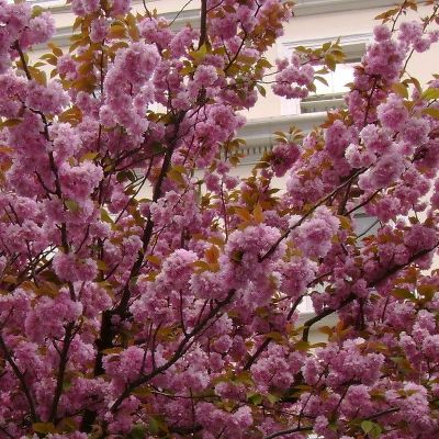Сакура (Вишня декоративная) Розеа Плена (цветки светло-розовые, махровые)