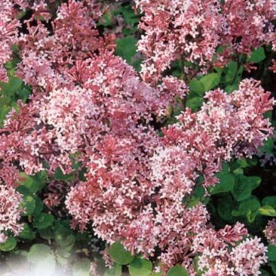 Сирень Ред Пикси (цветки красно-розовые, ароматные, высота 120 см)