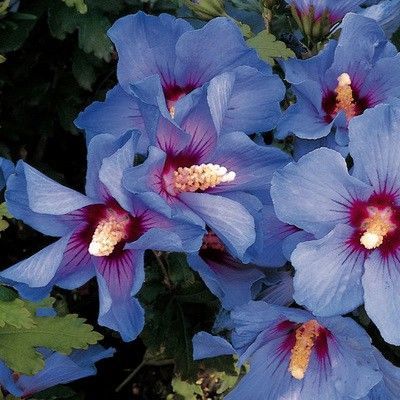 Гибискус сирийский Озиау Блу (цветки голубые с красным сердцем)