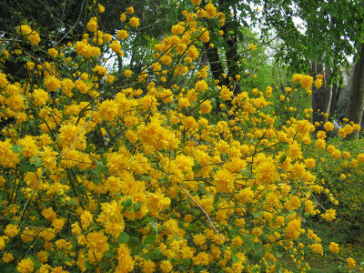 Керрия японская Пленифлора (цветки золотисто-желтые)