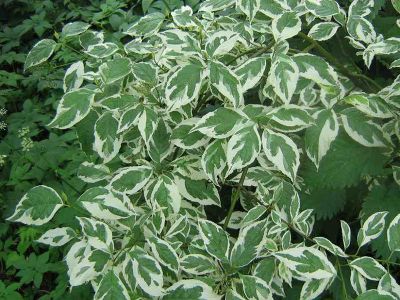 Дерен белый Элегантиссима (лист зеленый с белой широкой каймой)