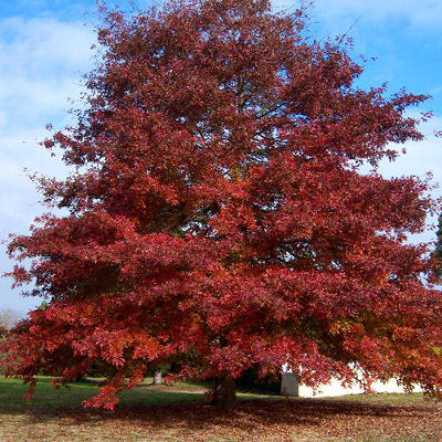 Дуб красный (лист летом зеленый, осенью красный, высота до 25м)