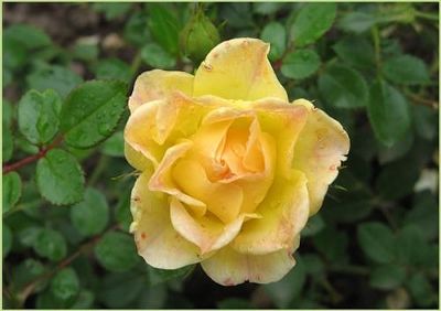 Роза почвопокровная Йеллоу Фэйри (лимонно-желтый)