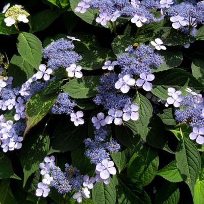 Гортензия пильчатая Блю Бёд (цветки голубые)