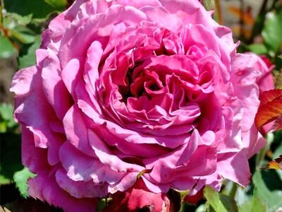 Роза парковая Агнес Шиллигер (сиренево-розовый)
