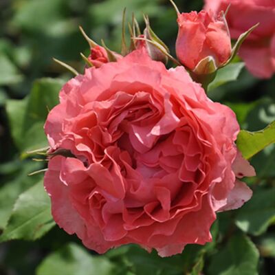 Роза парковая Корал Желе (кораллово-розовый)