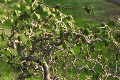 Лещина обыкновенная Конторта (ветви спирально скрученные, листья курчавые, гофрированные, декоративн