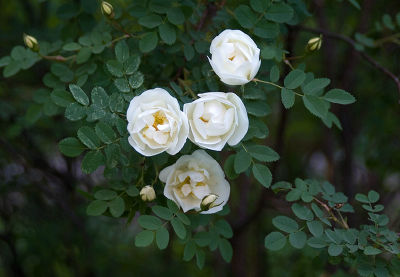 Роза морщинистая Альба (цветки белые)