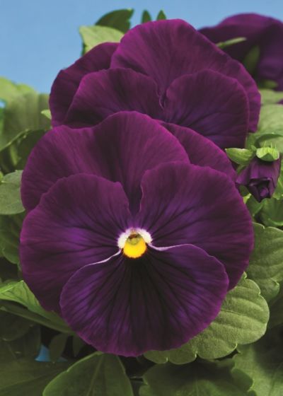 Виола крупноцветковая Дельта Пьюр Виолет (1уп-1000шт)