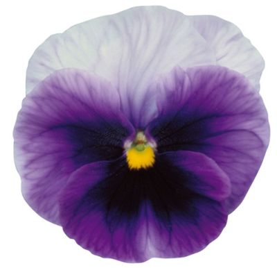 Виола крупноцветковая Динамит Бекон Блю (1уп-100шт)