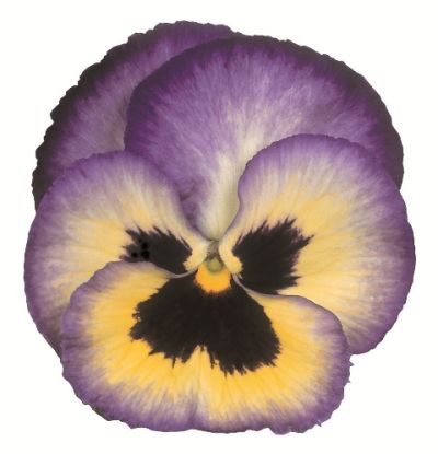 Виола крупноцветковая Динамит Блюберри Трилл (1уп-100шт)