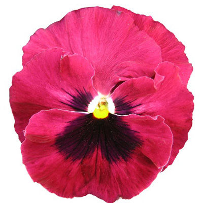 Виола крупноцветковая Иона Роуз виз блотч (1уп-1000шт)