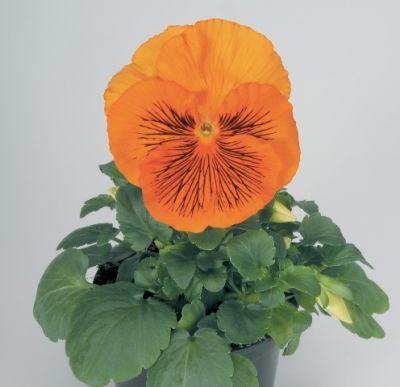 Виола крупноцветковая Кетс Оранж (1уп-1000шт)