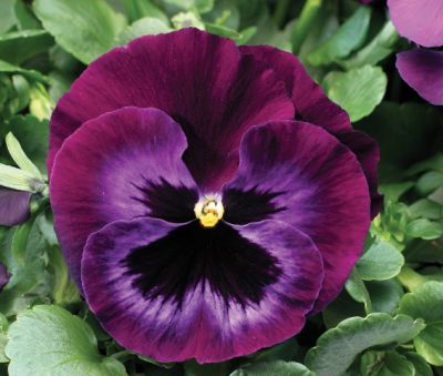 Виола крупноцветковая Колоссус Неон Виолет (1уп-1000шт)