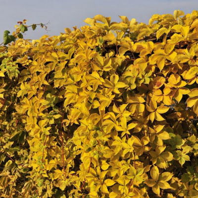 Виноград пятилисточковый Йеллоу Волл (лист зеленый, осенью желтый)