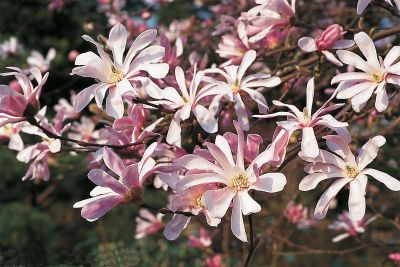 Магнолия лобнери Леонард Мессел	(цветки звездчатые, снаружи темно-розовые, внутри розово-белые)