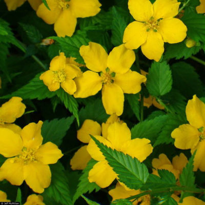 Керрия японская Голден Гуинеа (цветки желтые)