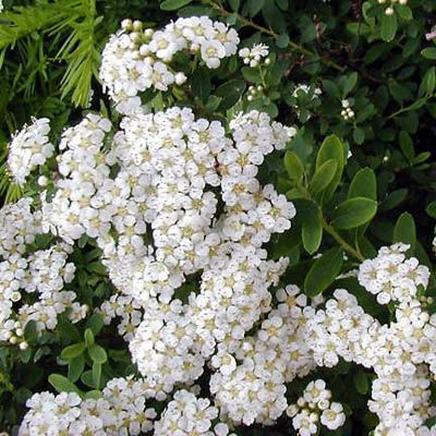 Спирея ниппонская Сноумаунд (цветки белые)