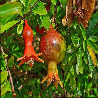 Гранат карликовый Нана (листья т-зеленые, цветки красные, плоды красные)