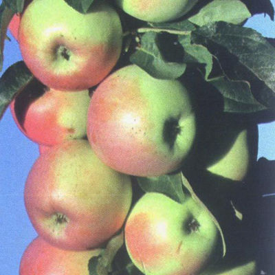 Яблоня колонновидная Приокское (в коробке) (зимний, зеленовато-желтый с темно-красным румянцем)